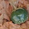 Aubergine, Eierfrucht Lao Green Stripe - Solanum melongena - BIOSAMEN