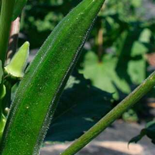 Okra Lee - Abelmoschus esculentus - BIOSAMEN