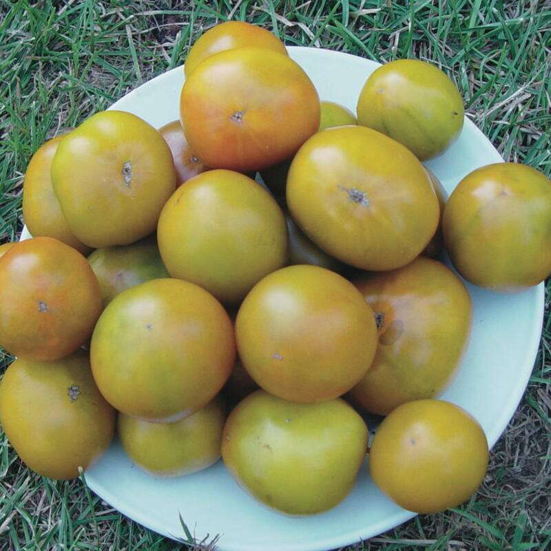 Tomate Lime Green - Solanum Lycopersicum - BIOSAMEN