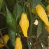 Chili, scharf Limon - Capsicum chinense - BIOSAMEN