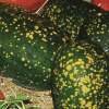 Wassermelone Lune-Étoiles Amish - Citrullus lanatus - BIOSAMEN