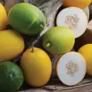Melon Mango - Cucumis melo - graines biologiques