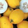 Melone, Zuckermelone Mango - Cucumis melo - BIOSAMEN