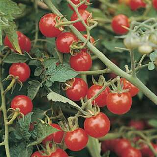 Tomate, Cherrytomate Matt’s Wild Cherry - Solanum...