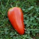 Tomate Mexicaine - Solanum Lycopersicum - BIOSAMEN