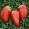 Tomate Mexicaine - Solanum Lycopersicum - BIOSAMEN