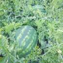 Wassermelone Mountain Sweet Yellow - Citrullus lanatus - BIOSAMEN