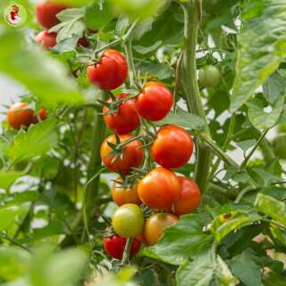 Tomate, Cherrytomate Muchacha - Solanum Lycopersicum - BIOSAMEN