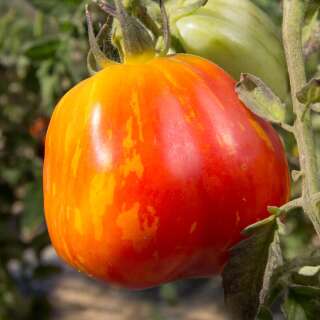 Tomate New Shirmer Stook - Solanum Lycopersicum - BIOSAMEN