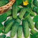 Gurke, Cornichons National Pickling - Cucumis sativus -...