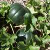 Melone, Zuckermelone Noir des Carmes - Cucumis melo - BIOSAMEN