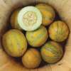 Melone, Zuckermelone Ogen - Cucumis melo - BIOSAMEN