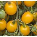 Tomate, Cherrytomate Orange Centiflor - Solanum...
