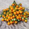 Tomate, Cherrytomate Orange Centiflor - Solanum Lycopersicum - BIOSAMEN