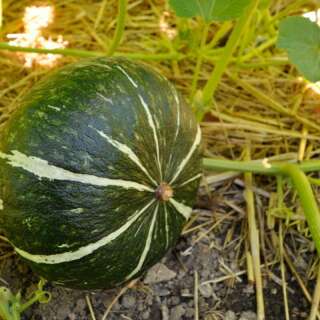 Kürbis Potimarron Vert / Hokkhaido Vert - Cucurbita maxima - BIOSAMEN