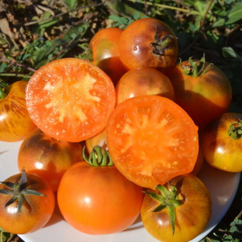 Tomate Primary Colors - Solanum Lycopersicum - BIOSAMEN