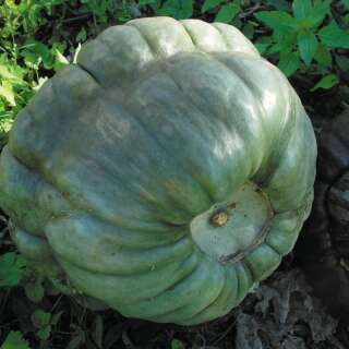 Kürbis Queensland Blue - Cucurbita maxima - BIOSAMEN