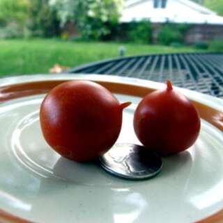 Tomate, Cherrytomate Rancho Solito - Solanum Lycopersicum...