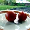 Tomate, Cherrytomate Rancho Solito - Solanum Lycopersicum - BIOSAMEN