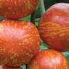 Tomate Red Zebra - Solanum Lycopersicum - BIOSAMEN