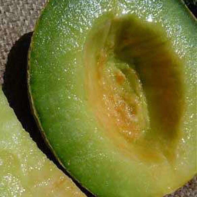 Melone, Zuckermelone Rocky Ford Green Flesh - Cucumis melo - BIOSAMEN