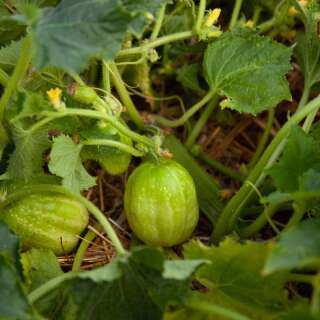 Gurke Richmond Green Apple - Cucumis sativus - BIOSAMEN