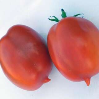 Tomate Roi Humbert - Solanum Lycopersicum - BIOSAMEN