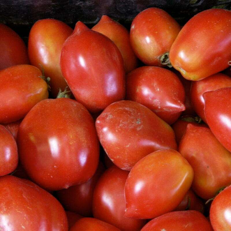 Tomate Ropreco Paste - Solanum Lycopersicum - BIOSAMEN