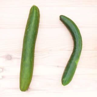 Gurke Shintokiwa - Cucumis sativus - BIOSAMEN