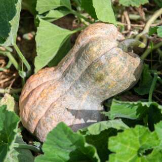 Kürbis Shishigatani / Toonas Makino - Cucurbita moschata - BIOSAMEN