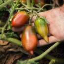 Tomate Sosulka Chernaya - Solanum Lycopersicum - BIOSAMEN
