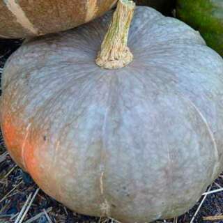 Kürbis Strawberry Crown - Cucurbita maxima - BIOSAMEN