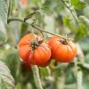 Tomate Striped German - Solanum Lycopersicum - BIOSAMEN