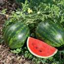 Wassermelone Sweet Dakota Rose - Citrullus lanatus -...