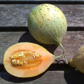 Melone, Zuckermelone Sweet Freckles - Cucumis melo -...