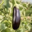 Aubergine, Eierfrucht Syrian Stuffing - Solanum melongena...