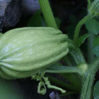 Zucchetti, Zucchini Tabergmouzt du Maroc - Cucurbita pepo - BIOSAMEN