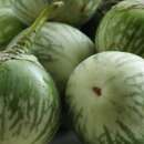 Aubergine, Eierfrucht Thai Round Green - Solanum...