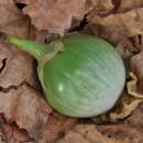 Aubergine, Eierfrucht Thai Round Green - Solanum melongena - BIOSAMEN