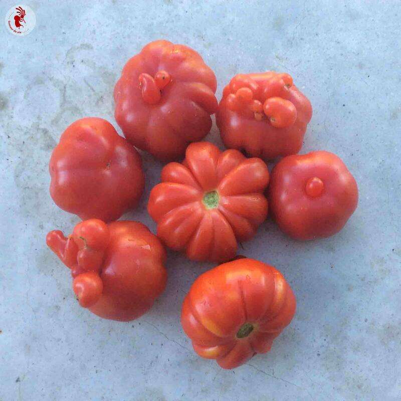 Tomate Trèfle du Togo - Solanum Lycopersicum - BIOSAMEN