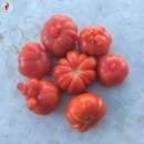 Tomate Trèfle du Togo - Solanum Lycopersicum -...