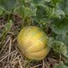 Melone, Zuckermelone Vert Grimpant - Cucumis melo - BIOSAMEN