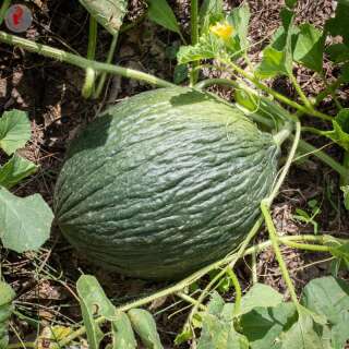 Melone, Zuckermelone Vert Olive d’Hiver - Cucumis...