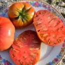 Tomate Wild Fred - Solanum Lycopersicum - BIOSAMEN