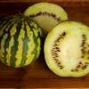 Wassermelone À Confiture à Graines Rouges - Citrullus lanatus - BIOSAMEN