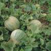 Melone, Zuckermelone Amish - Cucumis melo - BIOSAMEN