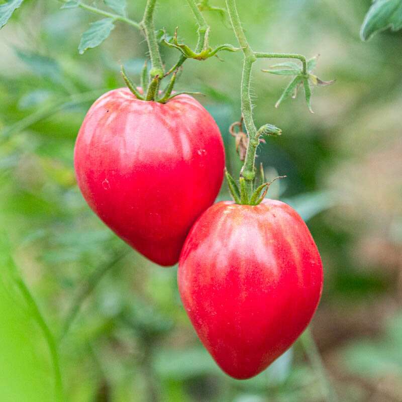 Tomate Anna Russian - Solanum Lycopersicum - BIOSAMEN
