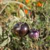 Tomate Blue Green Zebra - Solanum Lycopersicum - BIOSAMEN