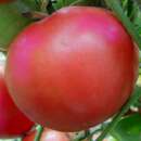 Tomate Caspian Pink - Solanum Lycopersicum - BIOSAMEN
