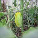 Gurke Edmonson - Cucumis sativus - BIOSAMEN